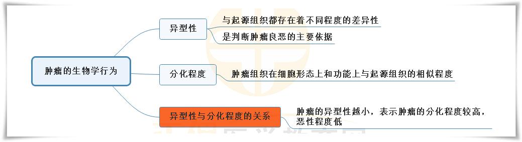 3.腫瘤的生物學(xué)行為思維導(dǎo)圖 3.腫瘤的生物學(xué)行為思維導(dǎo)圖
