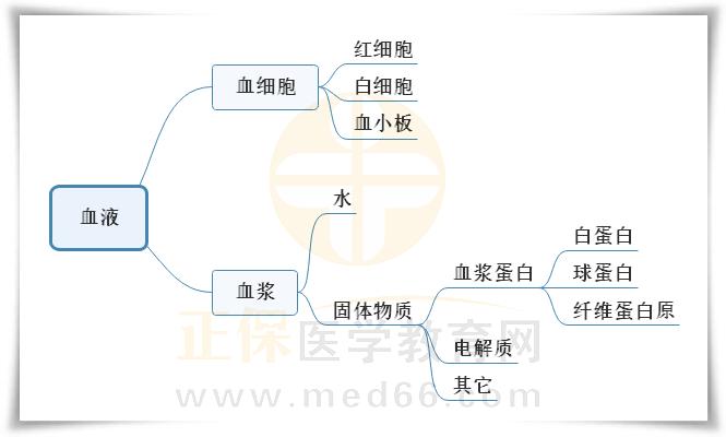 1.血液組成的思維導(dǎo)圖 1.血液組成的思維導(dǎo)圖