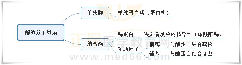 2.酶的分子組成思維導(dǎo)圖 2.酶的分子組成思維導(dǎo)圖