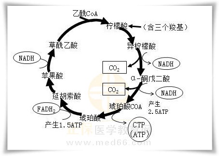 3.三羧酸循環(huán)思維導(dǎo)圖 3.三羧酸循環(huán)思維導(dǎo)圖