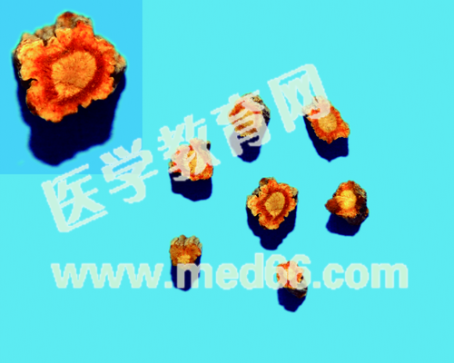 防風(fēng) 防風(fēng)