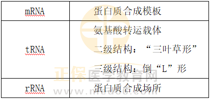 RNA結(jié)構(gòu)與功能 RNA結(jié)構(gòu)與功能