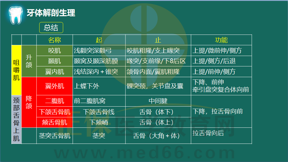 咀嚼肌與頸部舌骨上肌的總結 咀嚼肌與頸部舌骨上肌的總結
