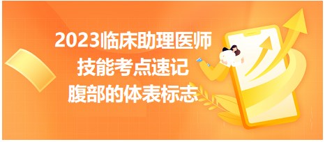 腹部的體表標志 腹部的體表標志