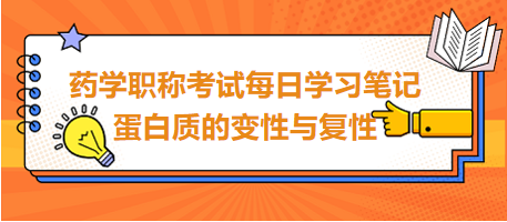 2024藥學(xué)職稱考試每日學(xué)習(xí)筆記:蛋白質(zhì)的變性與復(fù)性 2024藥學(xué)職稱考試每日學(xué)習(xí)筆記:蛋白質(zhì)的變性與復(fù)性