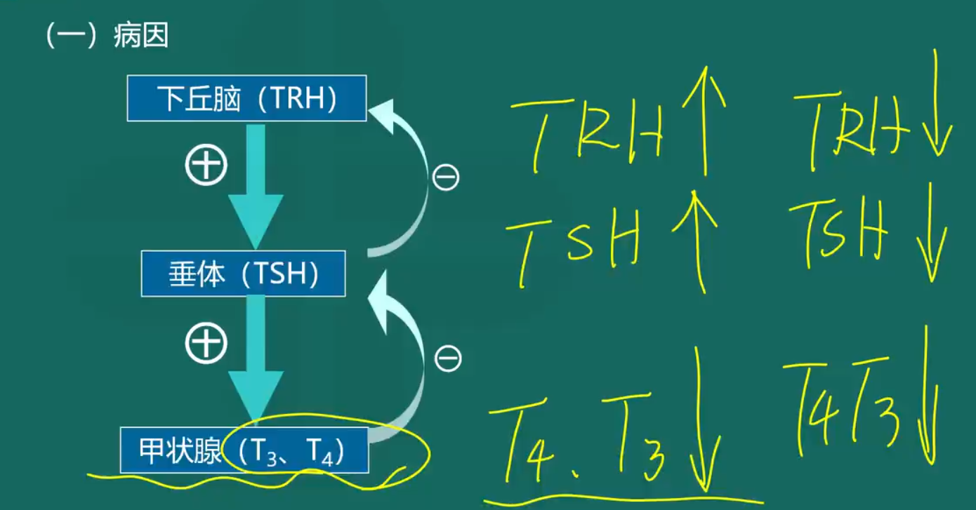 先天性甲狀腺功能減退癥1 先天性甲狀腺功能減退癥1