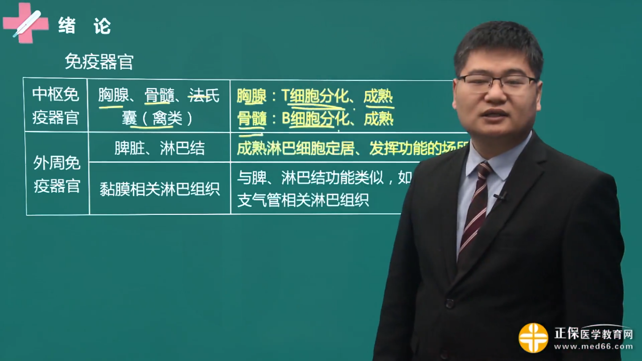 2023臨床執(zhí)業(yè)醫(yī)師考試考點13:中樞免疫器官 2023臨床執(zhí)業(yè)醫(yī)師考試考點13:中樞免疫器官