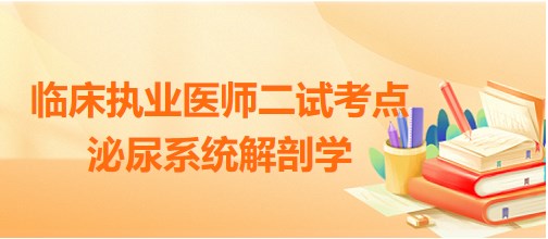 泌尿系統(tǒng)解剖學