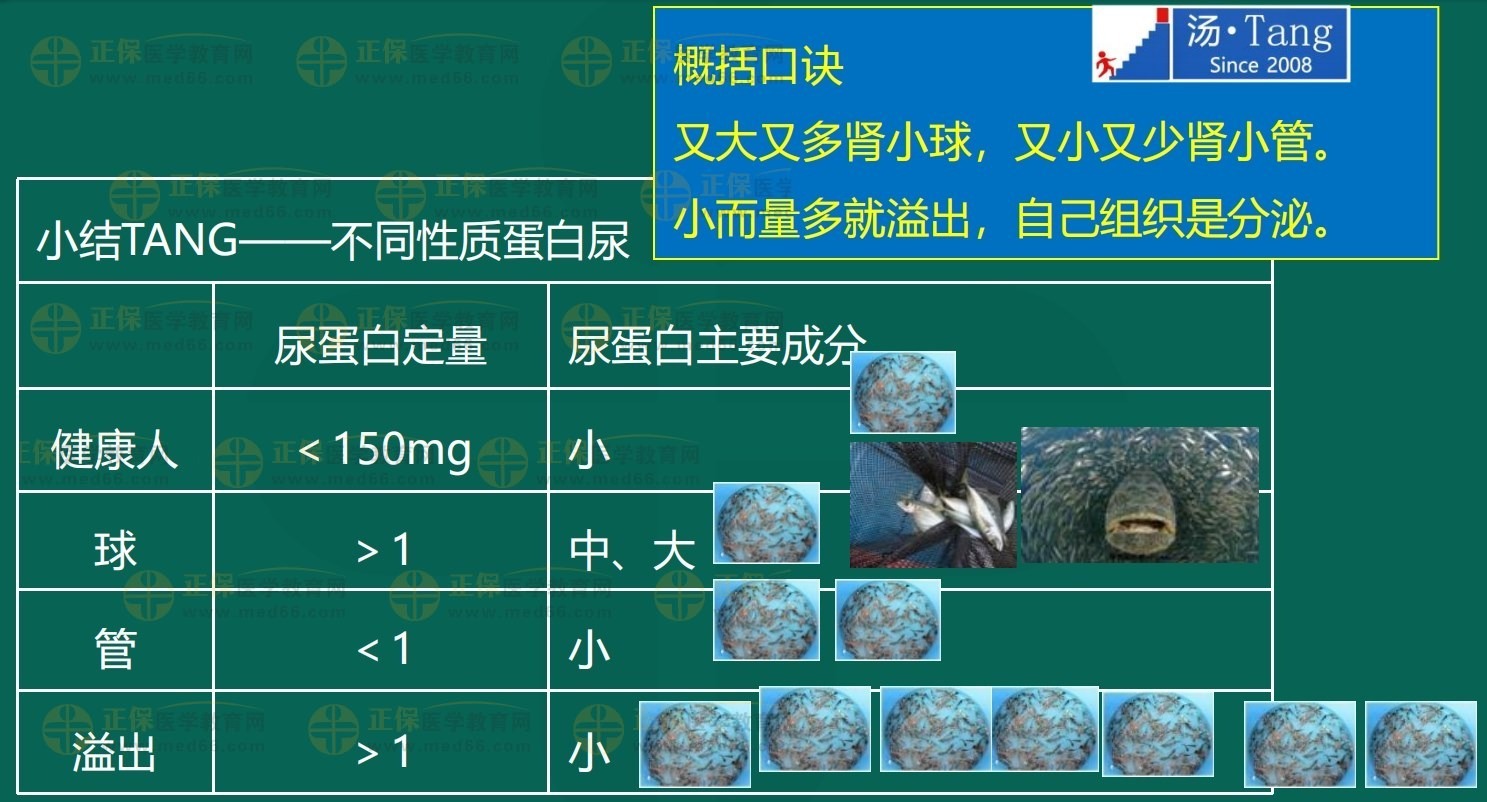 湯以恒老師蛋白尿考點小結(jié) 湯以恒老師蛋白尿考點小結(jié)