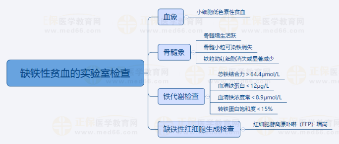 4.缺鐵性貧血的實(shí)驗(yàn)室檢查 4.缺鐵性貧血的實(shí)驗(yàn)室檢查
