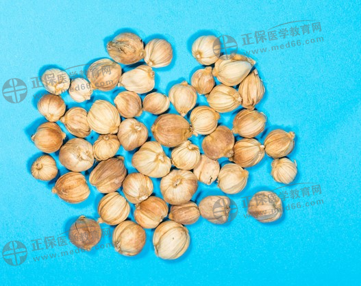 白豆蔻(豆蔻) 白豆蔻(豆蔻)