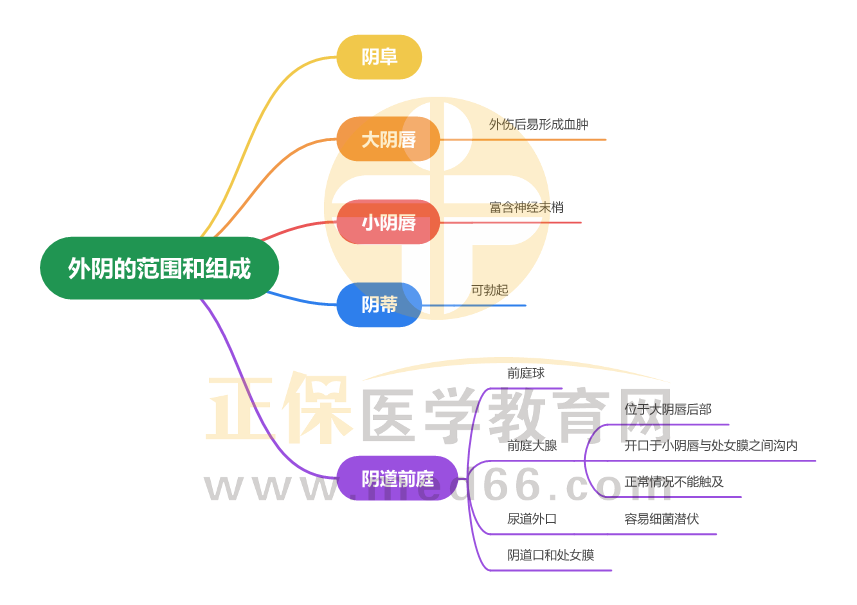 外陰的范圍和組成_1 外陰的范圍和組成_1